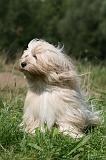 TERRIER DU TIBET 347